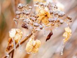 Small brown flowers with clear, jewel-like ice sickles that have formed on top.