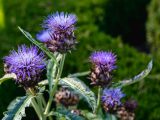 Small spiky, purple plant growing on green stems with green leaves.