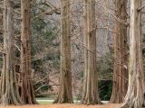 Series of bare tree stumps