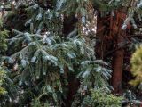 Blue/green pines and tree bark