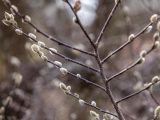 Closeup of small, light green, fuzzy flower buds sprouting from brown tree branches.