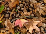 Acorns, branches, and leaves on the ground