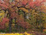 Tall brown trees sprouting burgundy and yellow leaves.