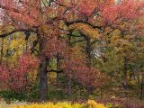 Tall trees with red, golden and green colored leaves, and small golden and green bushes throughout the area.