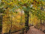 Multi-colored trees, leaves on the ground, and a visitor walking on the trail