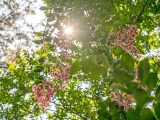 Sun peaking through tree with pink flowers
