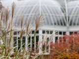 Green, white and brown plants in focus with a Haupt Conservatory glasshouse in view in the distance.