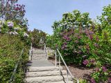 Small flights of steps surrounded by purple, white and pink lilacs