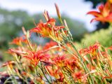 Multiple red and yellow daylilies