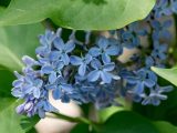 Close up of pale blue flowers