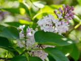 Close up of pink and white lilac flowers beginning to open