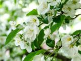 White crabapples and green leaves
