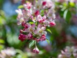 Pink and white bloomed crabapples and pink buds