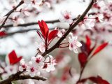 Closeup of red and white floral blooms growing from dark brown tree branches.