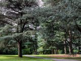 Tall, dark green trees amongst bright green grass, a grey pathway and brown mulch.