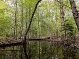 Wetland surrounded by branches and trees