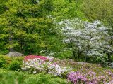 Small white flowers blooming on a tree in the distance, pink, white and purple flowers blooming amongst green bushes, and tall green trees.