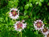 Closeup of light pink, green and burgundy flowers growing amongst bright green leaves.