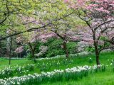 Trees with pink and white flowers and white daffodils on the ground