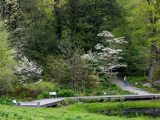 visitor walking up path with trees and white blossoms