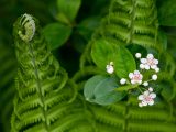 Green curled leaves with 3 small white flowers with pink buds
