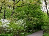 Path surrounded by fully bloomed trees and bushes with white flowers