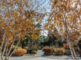 Cement pathways amongst trees with yellow and orange leaves and multicolored bushes.