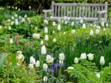 While tulips growing amongst small pink and purple flowers, green leaves and a wooden bench.