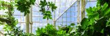 Bright green plants with the conservatory windows as their backdrop