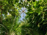 Looking up in the conservatory; surrounded by various plants including ferns