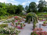 Angled shot of rose bushes in various shades of pink, and green gazebo covered in flowering vines, green trees and blue skies.