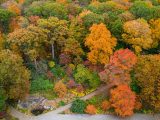 Aerial shot of multi-colored trees