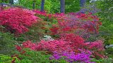 Pink and purple Azaleas