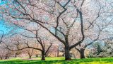 Light pink magnolia trees with blue sky