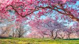 Dark pink magnolia trees with grass and blue sky