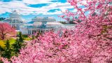 Bright pink flowering trees in front of glass conservatory