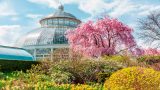 Bright pink trees in front of the Conservatory Glass Dome
