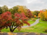 View of path with multi-colored trees