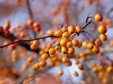 Close up of orange berries