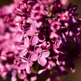 close up of magenta lilac flowers