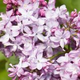 close up of lilac colored lilac flowers