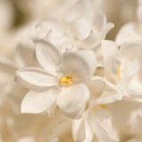 white lilac flowers