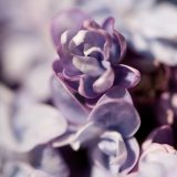 close up of blue lilac flowers