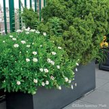 A black square container with two plants in it