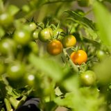 Green and yellow cherry tomatoes