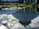 White lotus and leaves in water with the reflection of the Conservatory