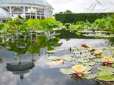 Lotuses and water lilies in the water with the Conservatory reflected in the water