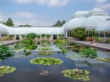 Areas of water lilies scattered throughout the Conservatory Pool