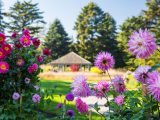 Bright pink and yellow flowers and bright pink and white flowers