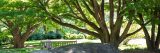 Large trees giving shade to a bench on a sunny day